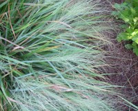 eragrostis 2.jpg